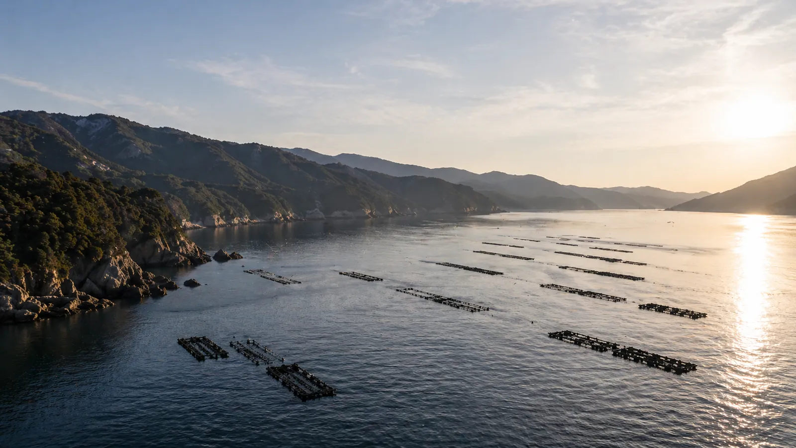 三陸・広田湾のリアス式海岸と海面に並ぶ牡蠣養殖筏の俯瞰風景。日本の牡蠣産地の代表である三陸の養殖環境を象徴する。
