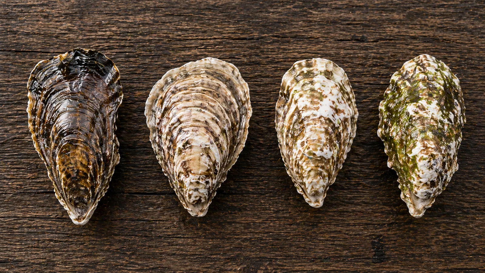 殻付きの牡蠣4種(マガキ・イワガキ・シカメガキ・スミノエガキ)を木製の作業台に並べた俯瞰写真。種類ごとのサイズと殻の形状の違いを比較できる構図。